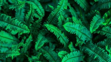 Decarbonising Mining