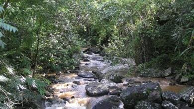 Amani Nature Reserve
