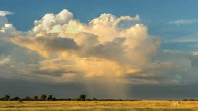 Environmental Sustainability