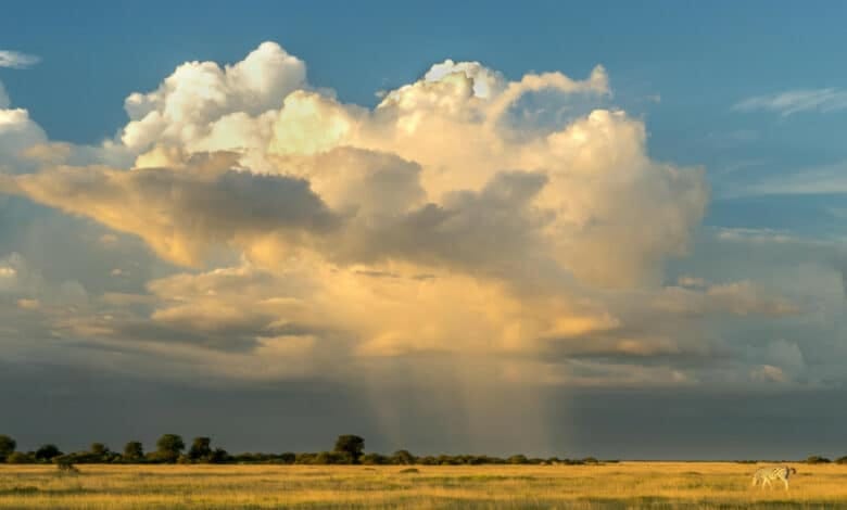 Environmental Sustainability