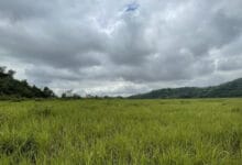 Tailings dams