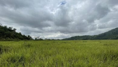 Tailings dams